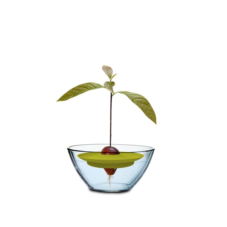 Romberg Avocado Kit, freischwimmende Anzuchthilfe für Avocado-Pflanzen