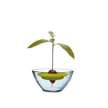 Romberg Avocado Kit, free-floating growing aid for...