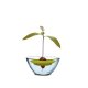 Romberg Avocado Kit, freischwimmende Anzuchthilfe für Avocado-Pflanzen