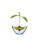 Romberg Avocado Kit, free-floating growing aid for avocado plants